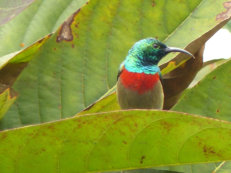 Nektarvogel in Beyin