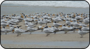 Seeschwalben am Strand von River No. 2