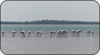 Flamingos bei Bubaque