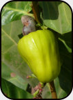 Cashewnuss - Hauptanbauprodukt in Guinea Bissau