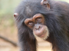 Schimpanse in Tacugama, Sierra Leone