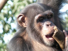 Schimpanse in Tacugama, Sierra Leone