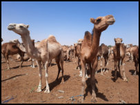 Auf dem Kamelmarkt von Nouakchott
