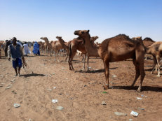 Kamelmarkt in Nouakchott