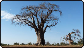 Der Baobab - für viele afrikanische Völker ein heiliger Baum