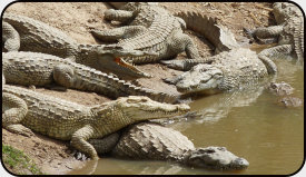 Heilige Krokodile in Amani