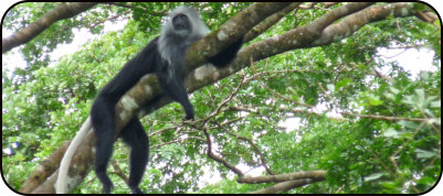 Schwarz-weißer Colobus auf Tiwai Island