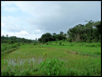 Reisfeld auf dem Weg nach Kenema