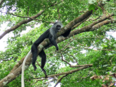 Schwarzweißer Colobus auf Tiwai Island