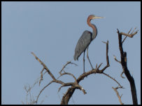 Goliathreiher am Gambia-Fluss