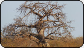 Baobab - bei vielen Völkern Afrikas ein heiliger Baum