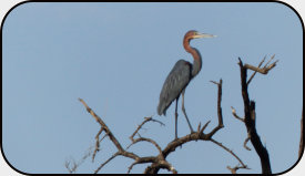 Goliath-Reiher am Gambia-Fluss