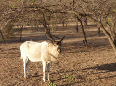 Gueumbeul Reservat Mendesantilope