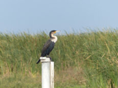 Djoudj Nationalpark, Kormoran