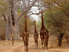 Bandia Reservat Giraffen