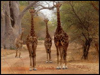Giraffen im Bandia Reservat