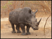 Nashorn im Bandia Reservat