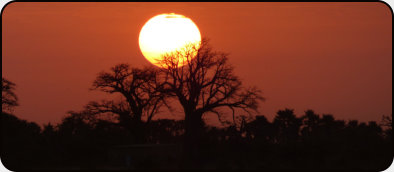 Baobabs - das Wahrzeichen des Senegal