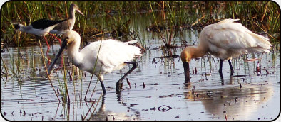 Löffler im Vogelparadies Djoudj