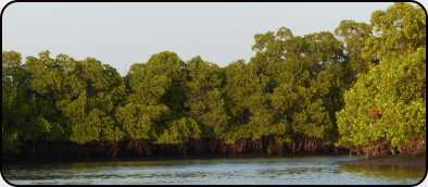 in den Mangroven des Saloum-Deltas