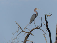 Bootsfahrt auf dem Gambia-Fluss, Goliathreiher