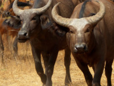 Bandia Reservat Büffel