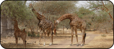 Réserve de Bandia: Giraffen