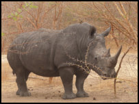 Nashorn in der Réserve de Bandia