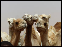 Kamelmarkt in Nouakchott