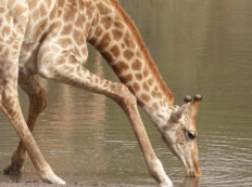 Réserve de Bandia: Giraffe