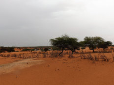 typische Landschaft in Südmauretanien
