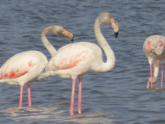 Flamingos am Casamance-Fluss