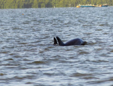 Fluss-Delphine im Casamance-Fluss