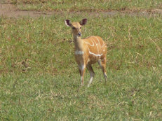 Buschbock im Niokolo Koba Nationalpark