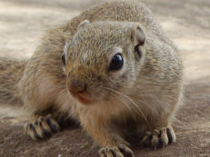 im Niokolo Koba Nationalpark, Afrikanisches Borstenhörnchen