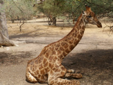 Giraffe im Bandia-Reservat