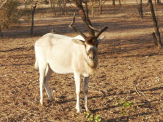 Parc de Gueumbeul, Mendesantilope