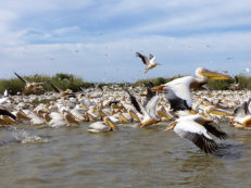 Pelikane im Djoudj Nationalpark