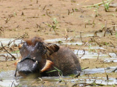 Djoudj Nationalpark, Warzenschwein beim Baden