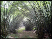 Bamboo cathedral in Ankasa National Park, Ghana