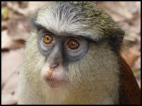 Mona monkey in Tafi Atome, Ghana