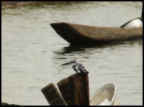 Pied kingfisher