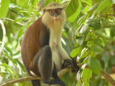 Tafi Atome Monkey sanctuary, Mona monkey