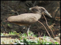 Hamerkop in Pendjari National Park, Benin