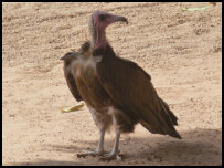 Vulture in Burkina Faso