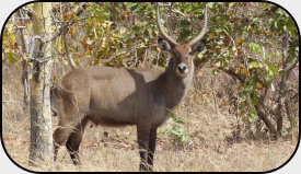 Waterbuck Sarakawa reserve