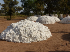 cotton harvest in Burkina Faso