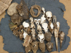 Fetish market in Lomé