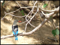 Woodland Kingfisher