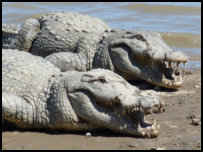 Sacred crocodiles of Sabou